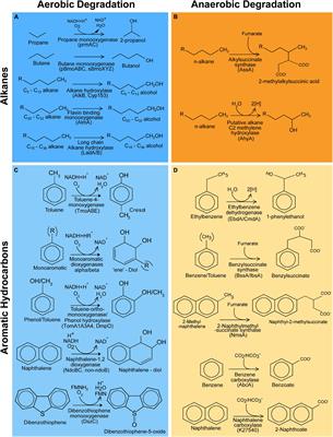 CANT-HYD: A Curated Database of Phylogeny-Derived Hidden Markov Models for Annotation of Marker Genes Involved in Hydrocarbon Degradation